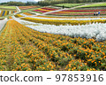 Flower garden of Hokkaido and Biei in autumn 97853916