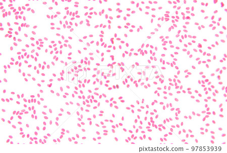 Fish blood, smear, 80X light micrograph. Fish blood erythrocytes with micronucleus, under the light microscope. Four individual shots combined into one overall picture. Isolated, on white background. 97853939