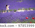 Lavender in Furano, Hokkaido in summer 97853999