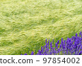 Lavender and barley fields in Furano, Hokkaido in summer 97854002
