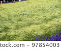 Barley field in Furano, Hokkaido in summer 97854003
