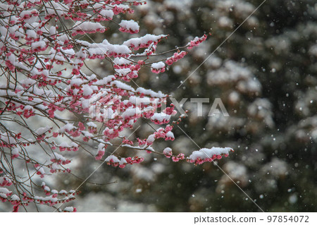 雪落月亮 97854072