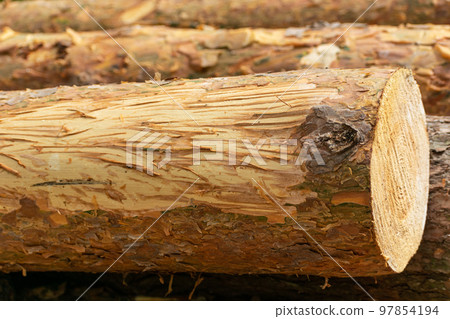 Close up on a gnawed piece of tree by deer Close up on a gnawed piece of tree by deer 97854194