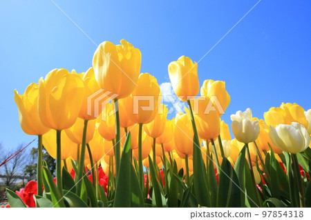 Ashikaga Flower Park Tulip Ashikaga Flower Park Tulip 97854318