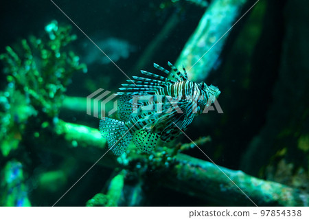 Underwater world. Lionfish fish in an aquarium 97854338