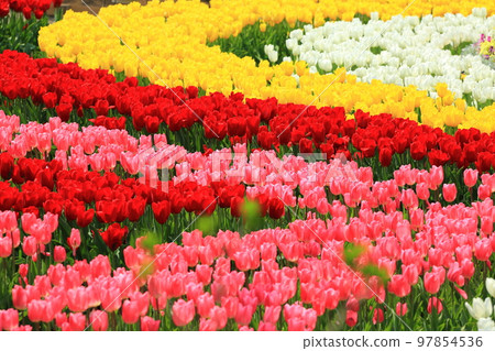 Ashikaga Flower Park Tulip Ashikaga Flower Park Tulip 97854536