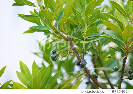 Berries of the winter tree (winter, January) 97854634