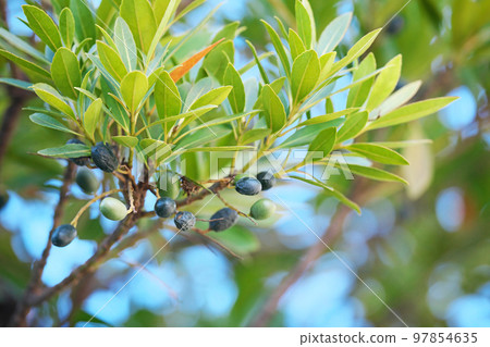 Berries of the winter tree (winter, January) 97854635