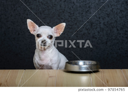 A small white dog Chihuahua sits at a wooden table made of light textured wood and looks straight ahead. Nearby on the table is an iron empty bowl for food A small white dog Chihuahua sits at a wooden table made of light textured wood and looks straight ahead. Nearby on the table is an iron empty bowl for food 97854765