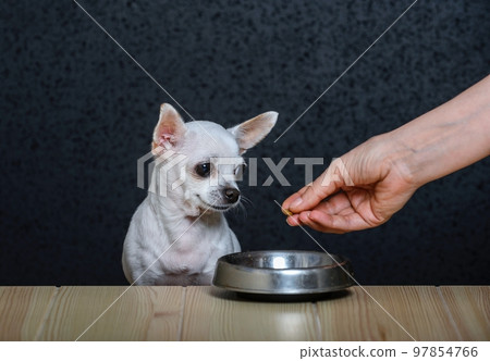 A small white dog Chihuahua sits at a wooden table made of light textured wood and looks at the hand that holds out a piece of food to it. Nearby is an iron empty food bowl. A small white dog Chihuahua sits at a wooden table made of light textured wood and looks at the hand that holds out a piece of food to it. Nearby is an iron empty food bowl. 97854766