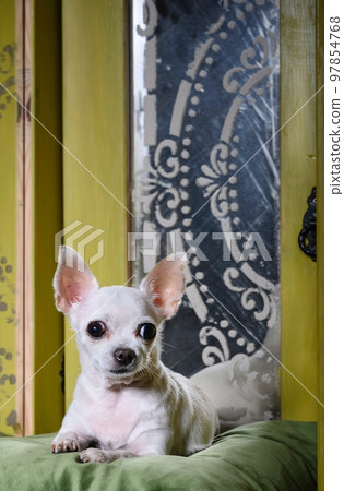 Chihuahua lies among vintage mirrors and carefully looks directly. Chihuahua lies among vintage mirrors and carefully looks directly. 97854768