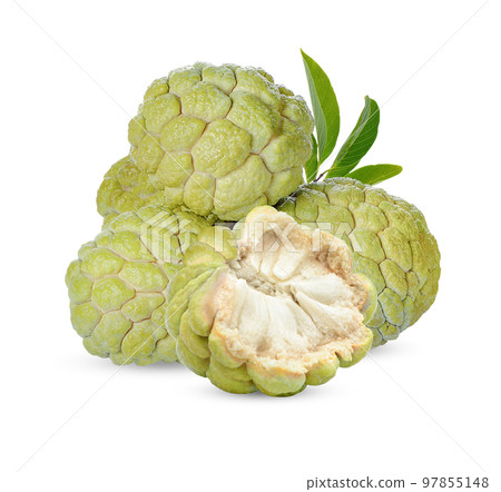 custard apple with leaves isolated on white background custard apple with leaves isolated on white background 97855148