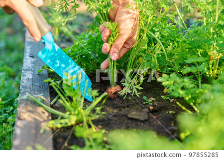 Close-up of hands with spatula digging up ripe carrots in garden bed Close-up of hands with spatula digging up ripe carrots in garden bed 97855285