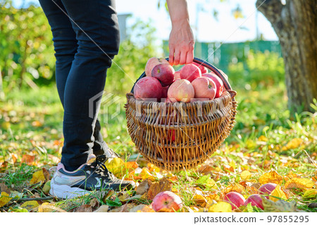 Woman's hands picking ripe red organic apples in basket in autumn garden. 97855295