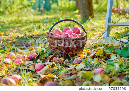 Harvest of organic natural ripe red apples in basket, in autumn garden Harvest of organic natural ripe red apples in basket, in autumn garden 97855298