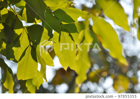 Cassia fistula ,LEGUMINOSAE CAESALPINIOIDEAE or Pudding Pine or Indian Laburnum or Golden Shower 97855355