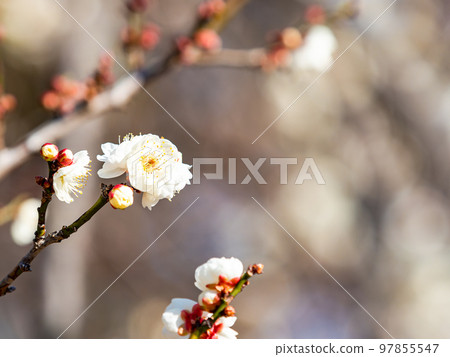 Beautiful plum blossoms beginning to bloom in the New Year White plum blossoms 97855547