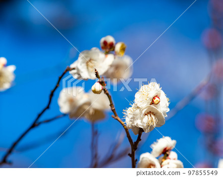 Beautiful plum blossoms beginning to bloom in the New Year White plum blossoms 97855549