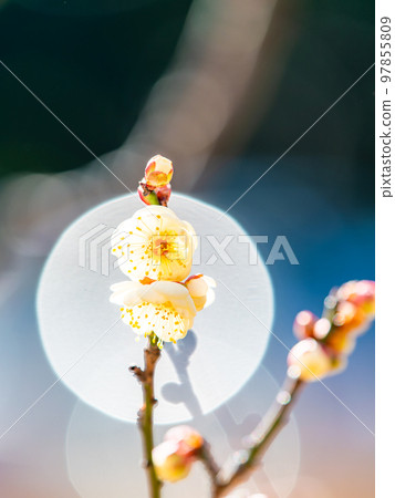 Beautiful plum blossoms beginning to bloom in the New Year White plum blossoms 97855809