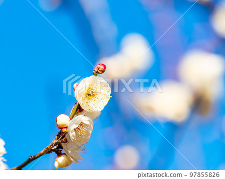 美麗的梅花在新年開始綻放 白梅花 97855826