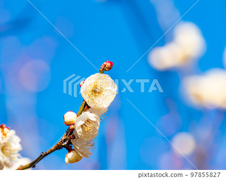 美麗的梅花在新年開始綻放 白梅花 97855827