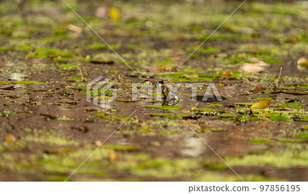 Profile view of turtle emerging over the water 97856195