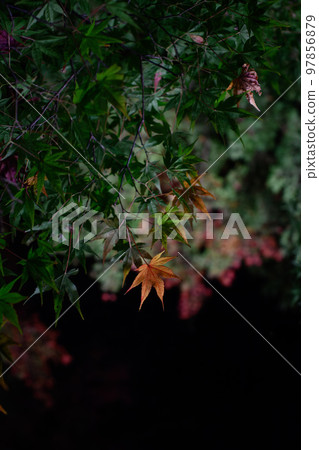 Autumn leaves garden, 30th Garden, Unzen City, Nagasaki Prefecture Autumn leaves garden, 30th Garden, Unzen City, Nagasaki Prefecture 97856879