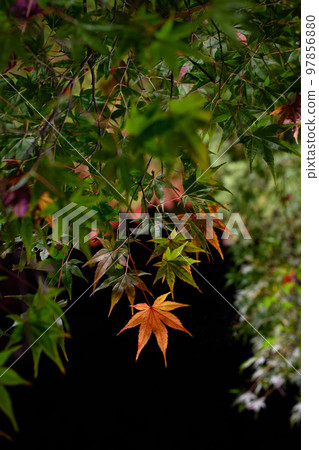 Autumn leaves garden, 30th Garden, Unzen City, Nagasaki Prefecture Autumn leaves garden, 30th Garden, Unzen City, Nagasaki Prefecture 97856880