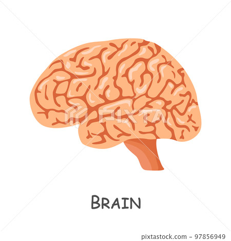 Brain of human . Cartoon design . Isolated . Vector . Brain of human . Cartoon design . Isolated . Vector . 97856949
