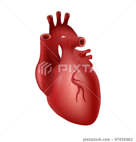 Heart of human . Cardiovascular system . Realistic design . Isolated . Vector illustration . 97856962
