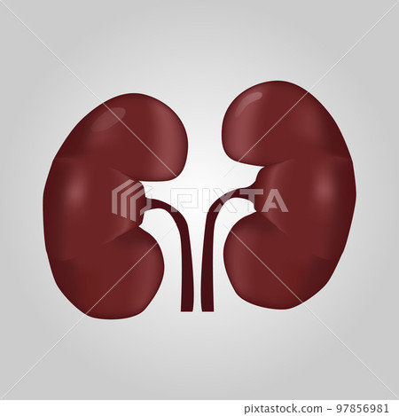 Kidney of human . Urological system . Realistic design . Isolated . Vector illustration . Kidney of human . Urological system . Realistic design . Isolated . Vector illustration . 97856981