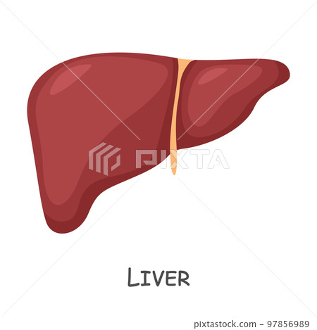 Liver of human . Cartoon design . Isolated . Vector . 97856989