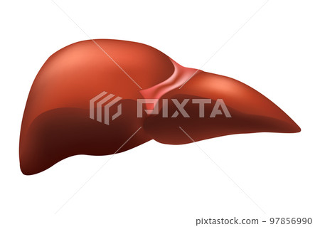 Liver of human . Hepatobiliary system . Realistic design . Isolated . Vector illustration . 97856990