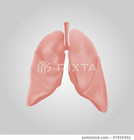 Lung of human . Respiratory system . Realistic design . Isolated . Vector illustration . 97856992