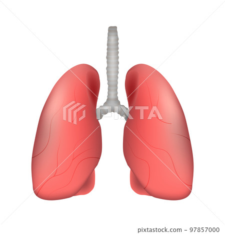 Lung of human . Respiratory system . Realistic design . Isolated . Vector illustration . Lung of human . Respiratory system . Realistic design . Isolated . Vector illustration . 97857000