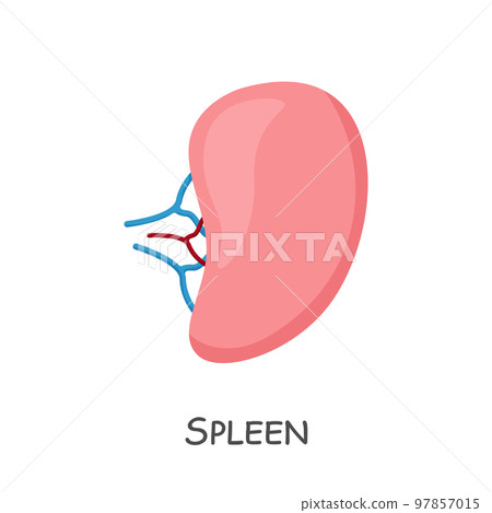Spleen of human . Cartoon design . Isolated . Vector . 97857015