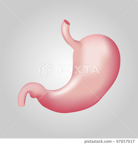 Stomach of human . Digestive system . Realistic design . Isolated . Vector illustration . Stomach of human . Digestive system . Realistic design . Isolated . Vector illustration . 97857017