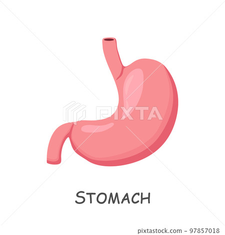Stomach of human . Cartoon design . Isolated . Vector . 97857018
