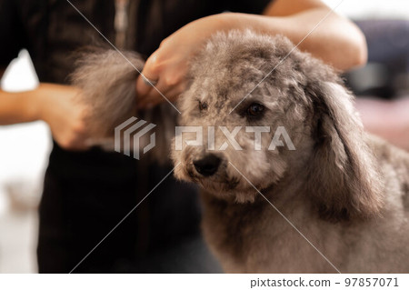 Pretty, blonde dog groomer lady trims purebred poodle puppy. 97857071