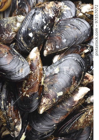 新鮮的馬祖淡菜海鮮高角度視圖 新鮮的馬祖淡菜海鮮高角度視圖 97857072