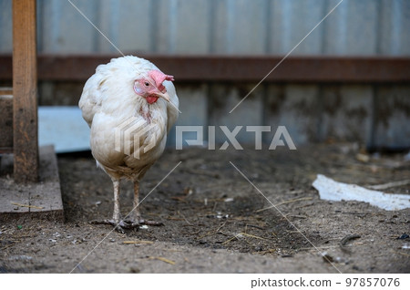 A chicken with white plumage and a red comb stands alone during a walk in a farmyard, shrunken from the cold. Blurry background. 97857076