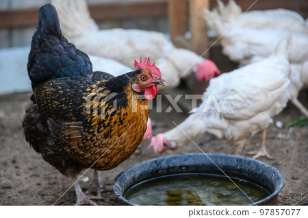 A beautiful hen with a red comb and brown and black feathers looks directly into the camera standing at the feeder in the farmyard. Close-up of the bird, blurred background. 97857077