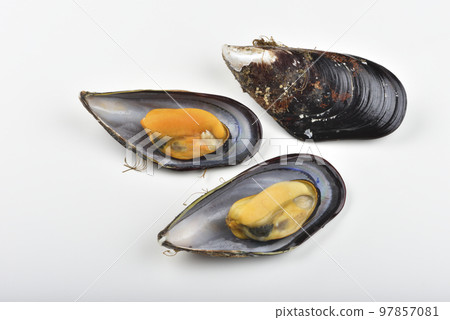 新鮮的馬祖淡菜海鮮高角度視圖 新鮮的馬祖淡菜海鮮高角度視圖 97857081