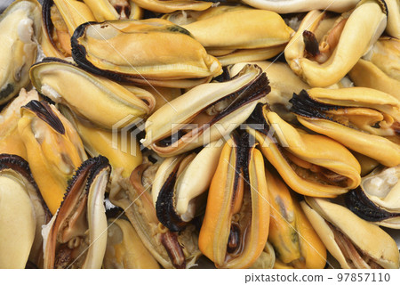 High angle view of fresh Matsu mussel seafood in market High angle view of fresh Matsu mussel seafood in market 97857110