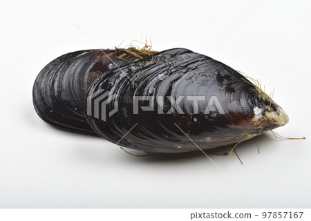 新鮮的馬祖淡菜海鮮高角度視圖 97857167