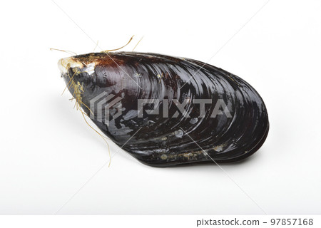 新鮮的馬祖淡菜海鮮高角度視圖 97857168