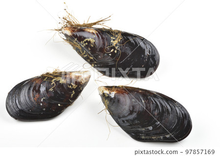 High angle view of fresh Matsu mussel seafood High angle view of fresh Matsu mussel seafood 97857169