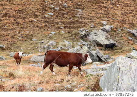 Beautiful Alpine cow, unique in its chocolate skin, poses in profile in front of camera 97857272
