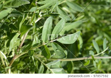 Carpathian Kidney Vetch 97857592