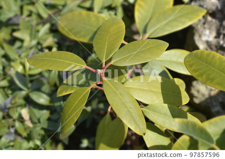 Catawba rhododendron Grandiflorum Catawba rhododendron Grandiflorum 97857596
